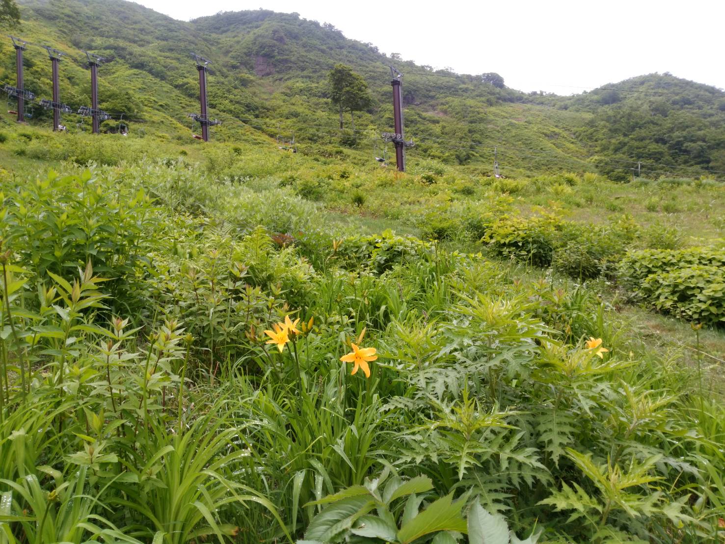 20180617-nikkoukisuge300617.jpg 20180617-nikkoukisuge300617.jpg