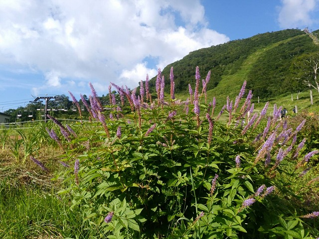 20180722-1532213758388.jpg 20180722-1532213758388.jpg
