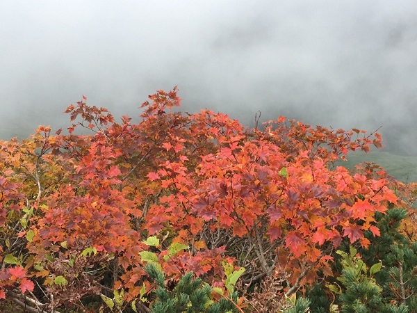 20180925-山頂紅葉b小20180923.jpg